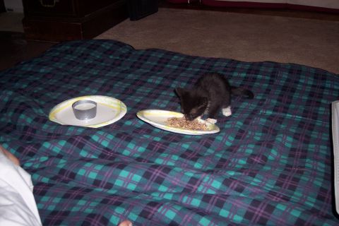 2000 Suzuki SV650 - A kitten is eating from a plate on a plaid blanket.