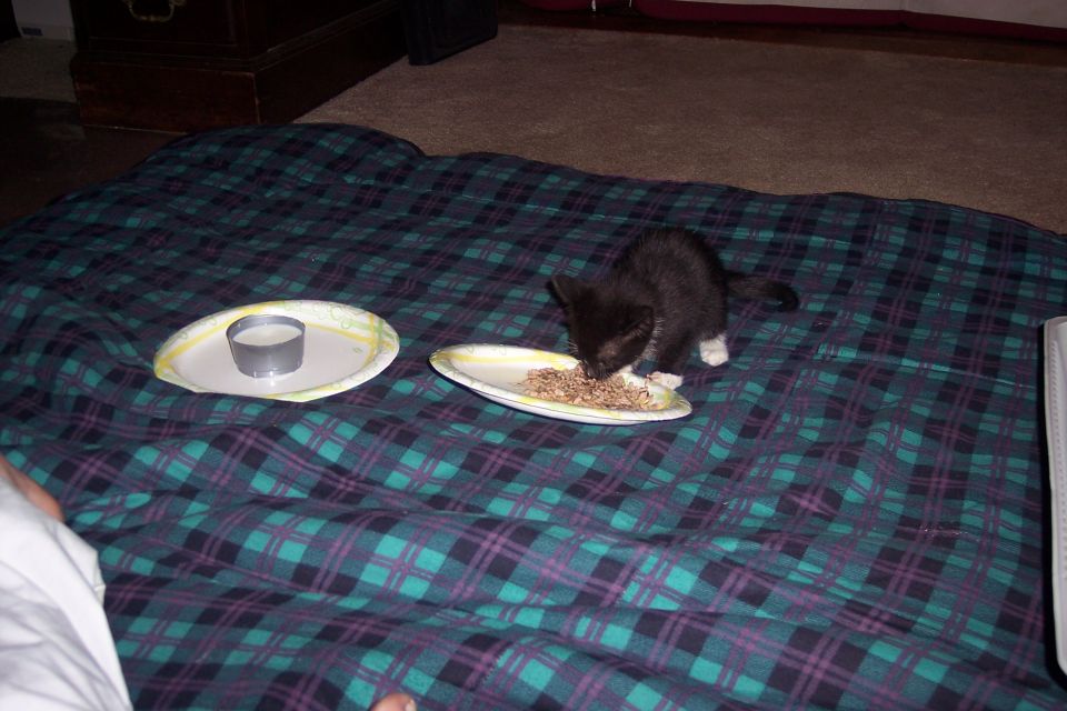 Black kitten with white paws eating from a plate of food on a plaid blanket