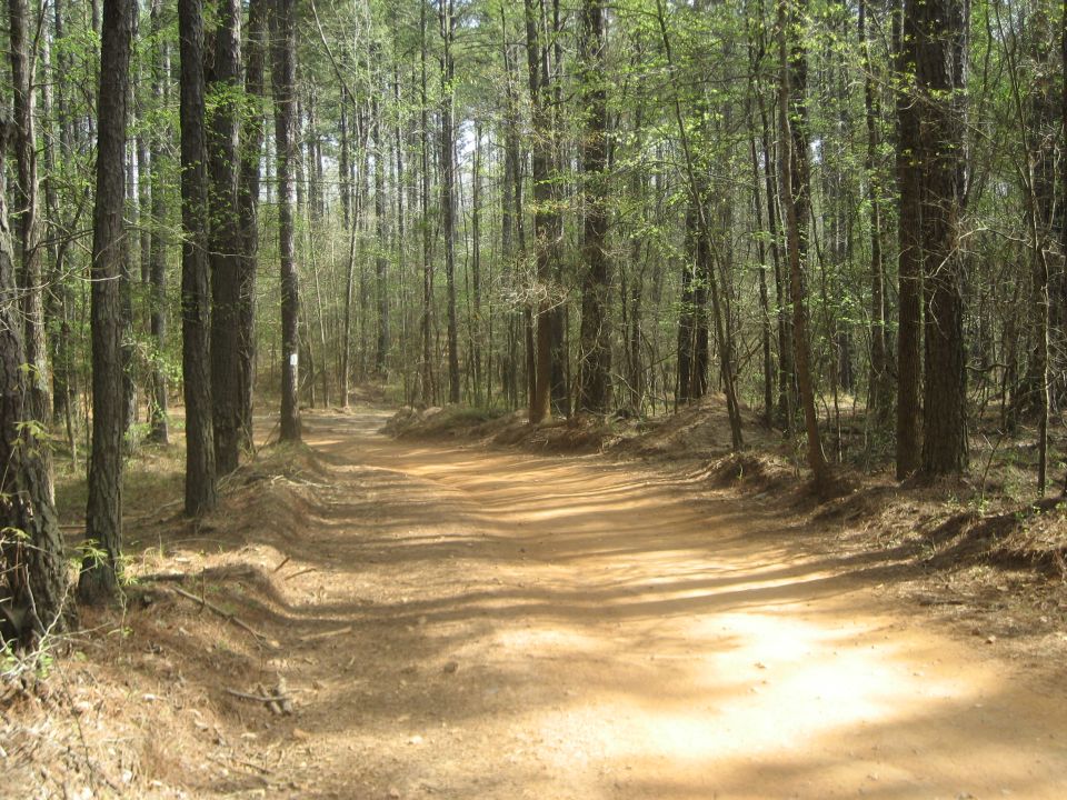 Dirt path through a forest