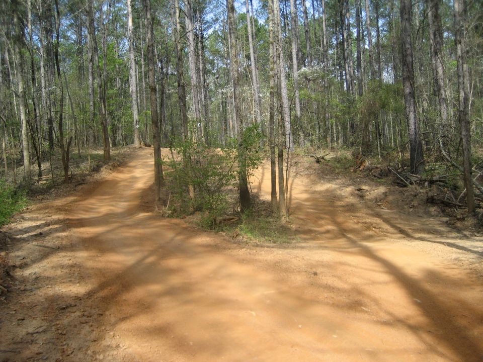 Fork in an orange clay ATV trail splitting around pines in a sunny pine forest