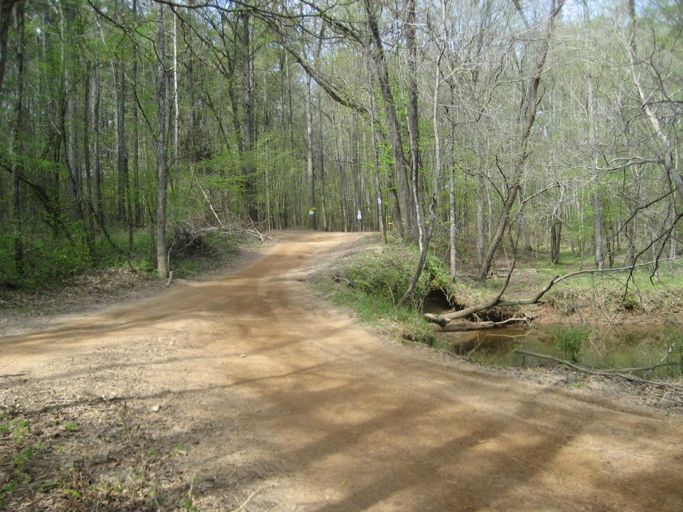 Dirt path through a forest with a stream on the right.