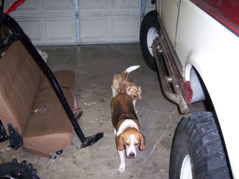 1991 Ford Bronco - Two dogs are in the interior of a vehicle, next to a removed seat and a garage door.
