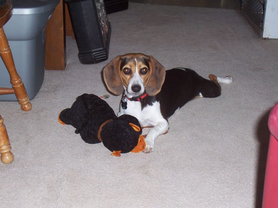 Beagle dog lying on carpet beside a plush toy