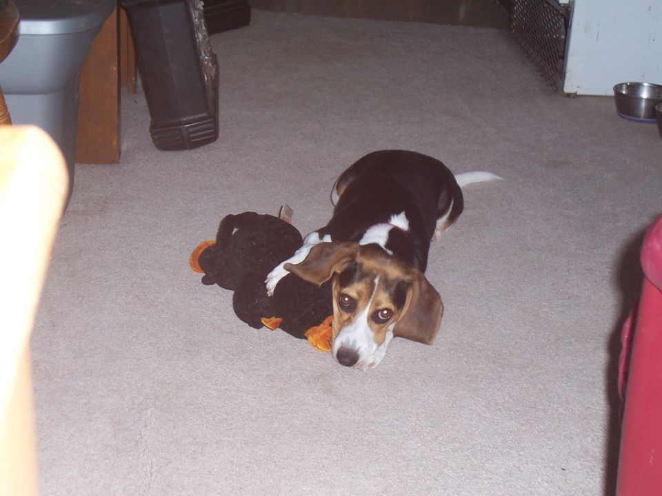 Beagle dog lying on carpet with a plush toy