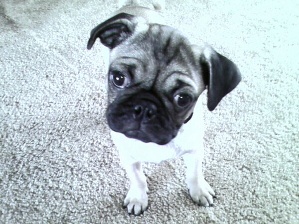 A pug puppy looking up.