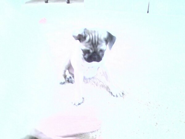 A pug puppy sitting on a light-colored carpet.