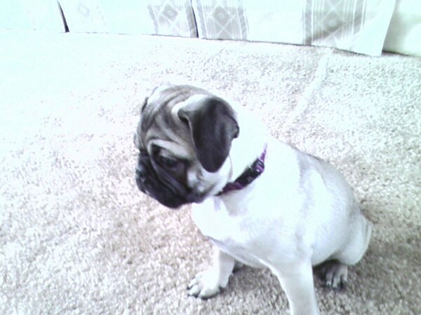 A pug puppy sitting on a carpet.