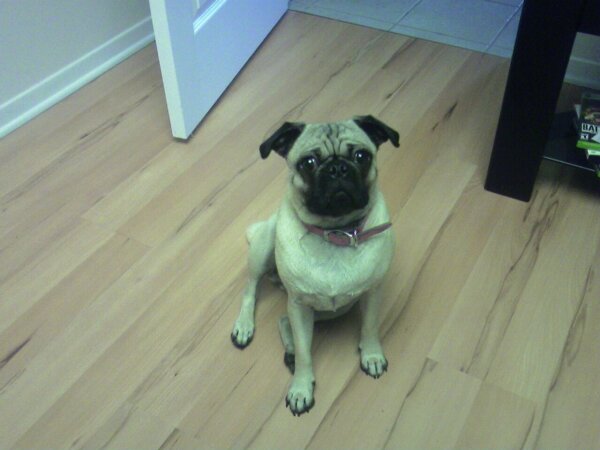 A pug dog sits on a wood floor.