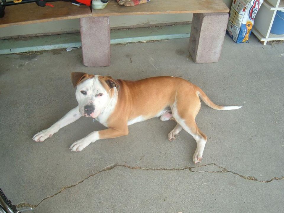 Tan and white short-haired dog lying on a garage concrete floor