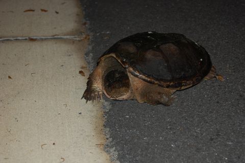 2002 BMW M3 - A snapping turtle is on the asphalt next to a concrete surface. The Supermotors logo is visible in the lower right corner.