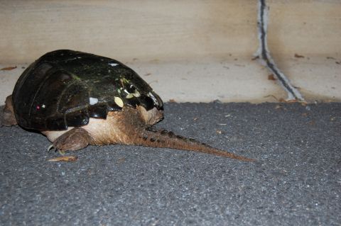 2002 BMW M3 - A snapping turtle is seen on a paved surface, with a concrete barrier in the background.