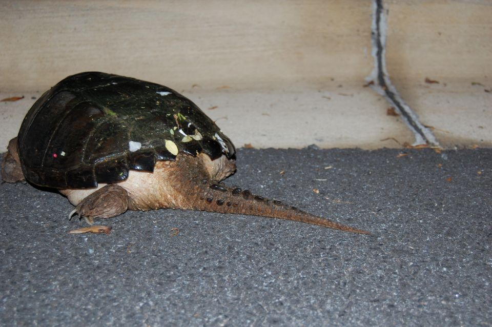 Snapping turtle on asphalt with a cracked concrete wall behind it