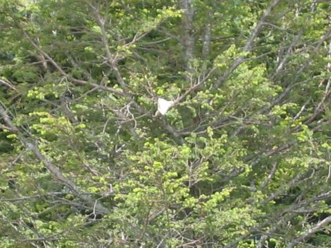 1985 Ford LTD Crown Victoria - A white object is lodged among the dense green foliage and branches of a tree.