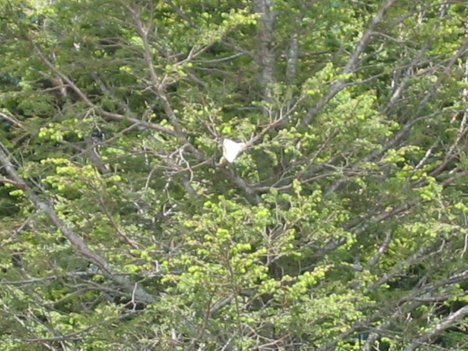 White object stuck in branches of a green, leafy tree