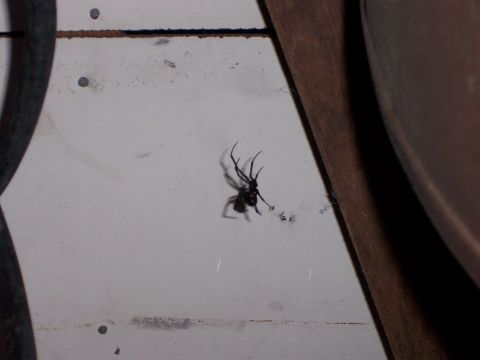 1991 Ford Bronco - A black widow spider is visible on a white surface, with wooden elements in the background.