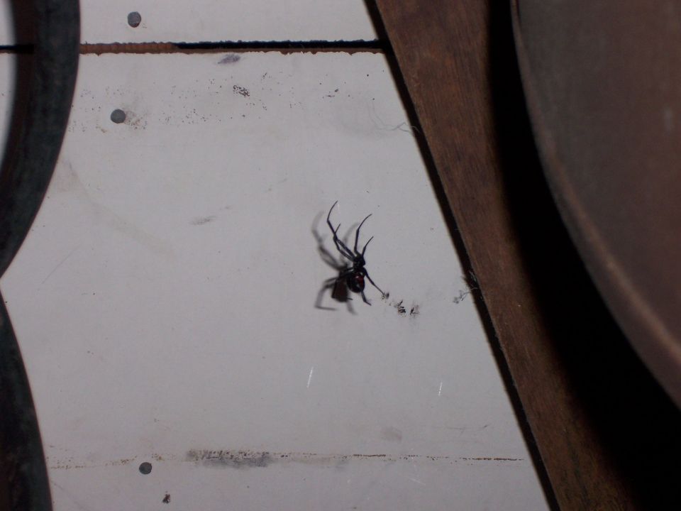 Black widow spider on a white surface with wooden beams