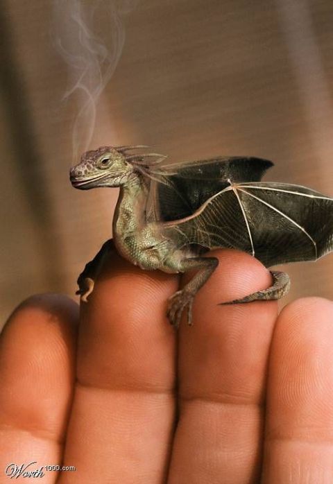 1990 Ford Bronco - A small dragon with delicate wings sits on a person's fingers, emitting a wisp of smoke.