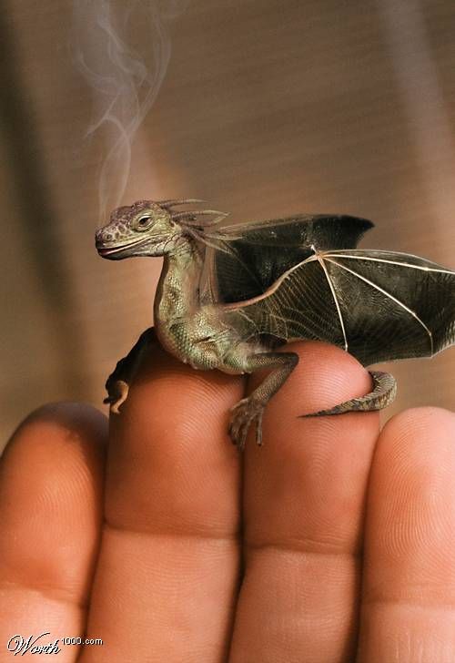 Small dragon-like creature resting on a person's fingertips with rising smoke