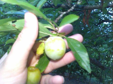 1988 Ford E250 - A hand holds unripe plums on a branch with green leaves and dark foliage in the background.