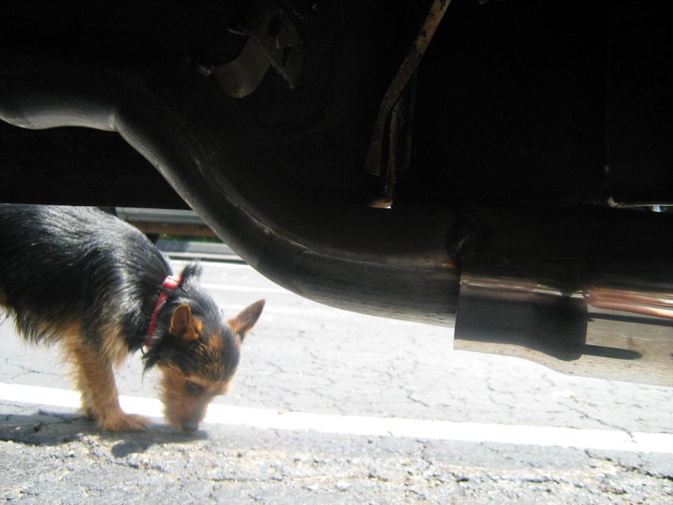 Small dog sniffing near the rear exhaust under a car