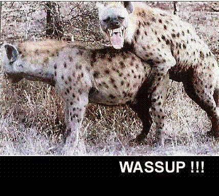 2000 Mercury Grand Marquis - Two hyenas are shown in a close-up view with text at the bottom.