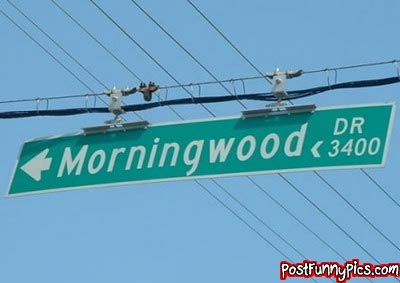 2000 Mercury Grand Marquis - A street sign for Morningwood Drive is visible against a clear blue sky with power lines overhead.