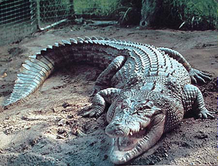 1991 Ford Crown Victoria - An alligator rests on the ground with its mouth open, showing its teeth.