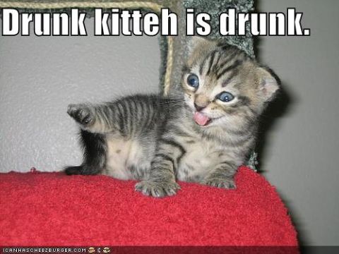 1988 Mercury Grand Marquis - A kitten with its tongue sticking out is lying on a red surface. Text above the kitten reads "Drunk kitteh is drunk."