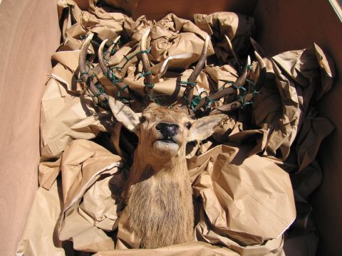 1991 Ford LTD Crown Victoria - taxidermy deer head with large multi-point antlers, padded with green ties, sits packed in brown paper inside a shipping box.