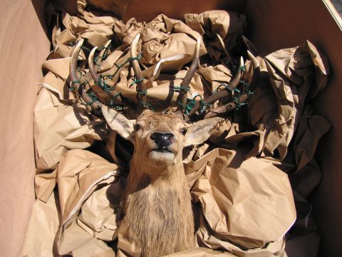 1991 Ford LTD Crown Victoria - mounted taxidermy deer head with large antlers wrapped in green ties is nestled in crumpled brown paper inside a shipping box.