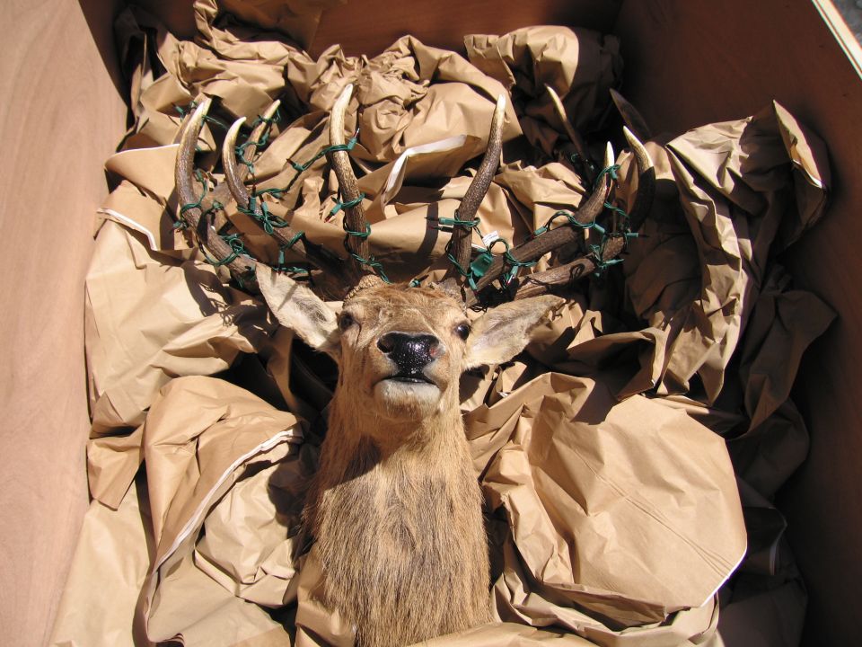 Taxidermy deer head with large antlers tied and packed in a paper-filled box