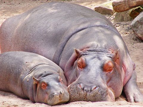 1993 Ford Probe - Two hippos are resting on the ground, with one larger hippo behind a smaller one.