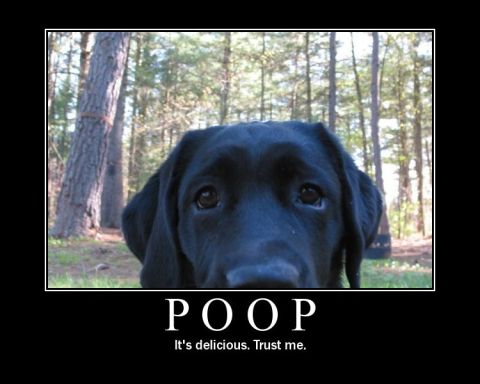2006 Ford E350 - Poop...