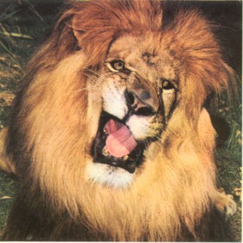 1991 Ford Crown Victoria - A lion roars with its mouth wide open, showing its tongue and teeth.