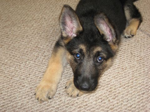 1990 Ford F-250 - A young German Shepherd puppy with bright blue eyes rests on a carpeted floor.