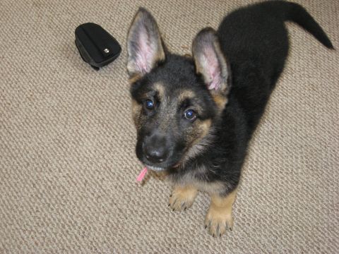 1990 Ford F-250 - A young German Shepherd puppy is looking up from a carpeted floor.