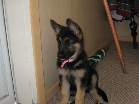 1990 Ford F-250 - A young German Shepherd puppy sits on a carpeted floor, looking to the side with its tongue slightly out.