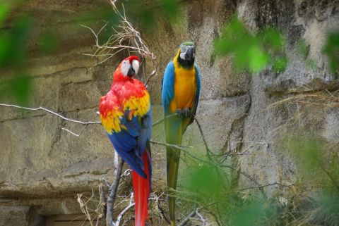 1996 Ford Bronco - Two colorful parrots perch on branches against a rocky backdrop, partially obscured by green foliage.