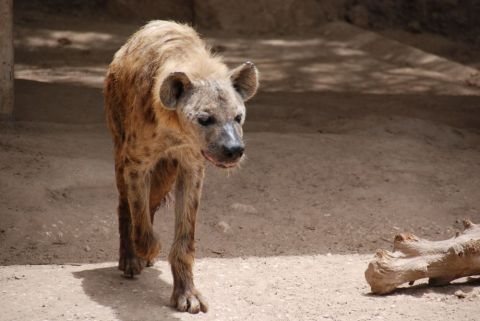 1996 Ford Bronco - A hyena walks across a sandy enclosure, its spotted coat visible in the dappled sunlight.
