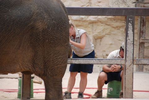 1996 Ford Bronco - Zookeepers interact with an elephant in its enclosure.