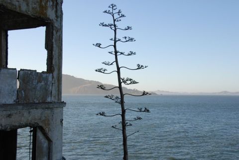 1996 Ford Bronco - View of the ocean from a decaying building, with a distinctive agave plant in the foreground.