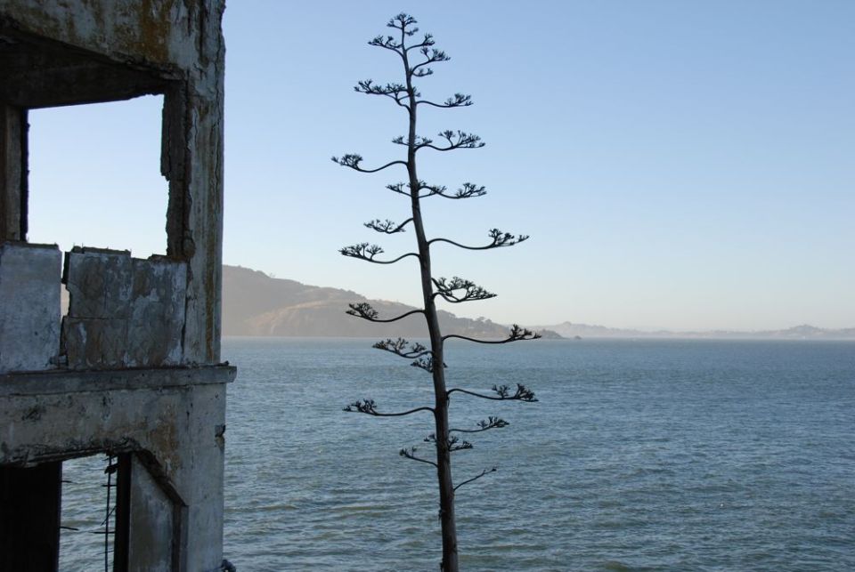 Ruined concrete structure next to a tall agave plant with the ocean and hills in the background