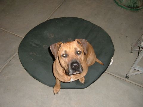 Brown dog sitting on a dark green dog bed on a concrete floor