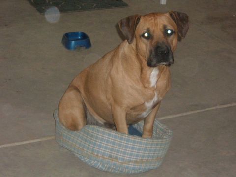 Dog sitting in a plaid dog bed