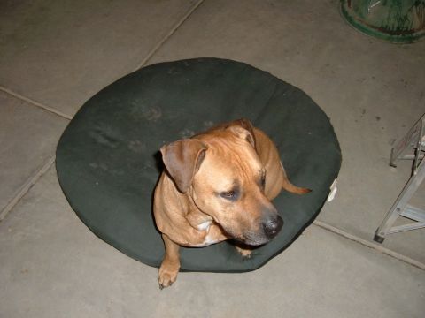 Brown dog sitting on a dark green dog bed on a concrete floor. Supermotors logo in the corner