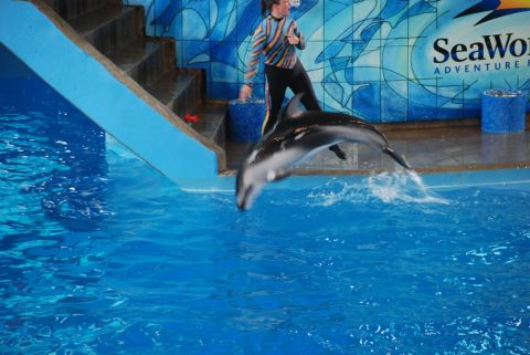 1996 Ford Bronco - A dolphin performs a jump during a show at SeaWorld, with a trainer visible on the platform.