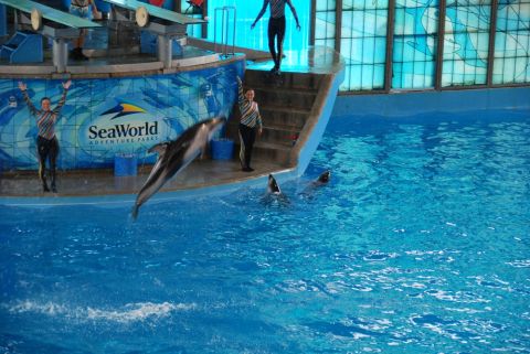 1996 Ford Bronco - A dolphin performs for an audience at SeaWorld Adventure Parks, jumping high out of the water.