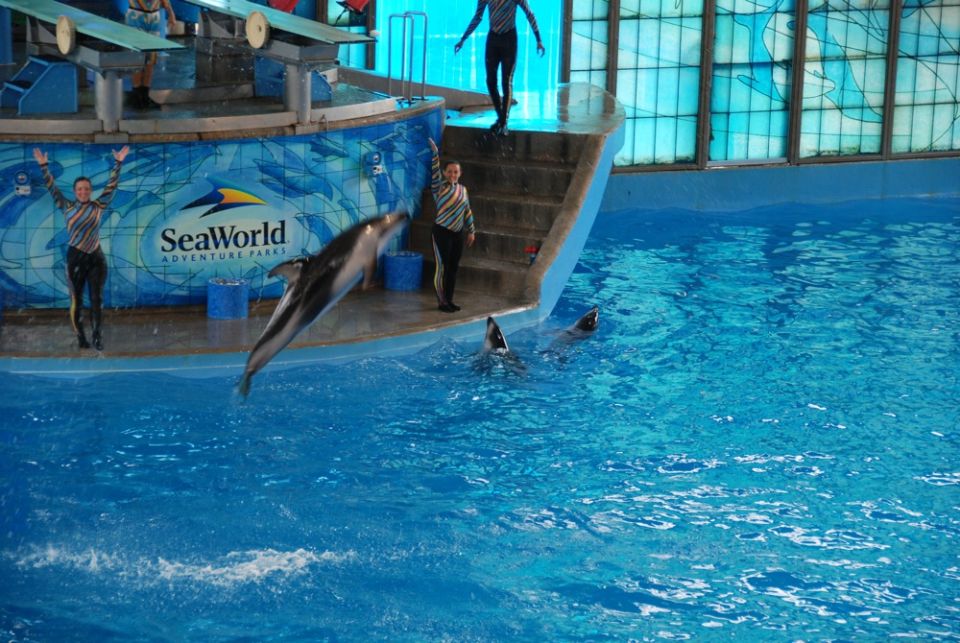 Dolphin leaping from blue water with trainers and SeaWorld logo in background