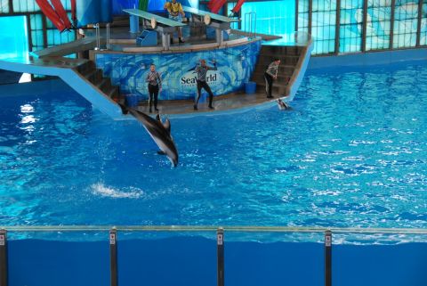 1996 Ford Bronco - A dolphin performs a jump during a show at SeaWorld, with trainers visible on the stage.