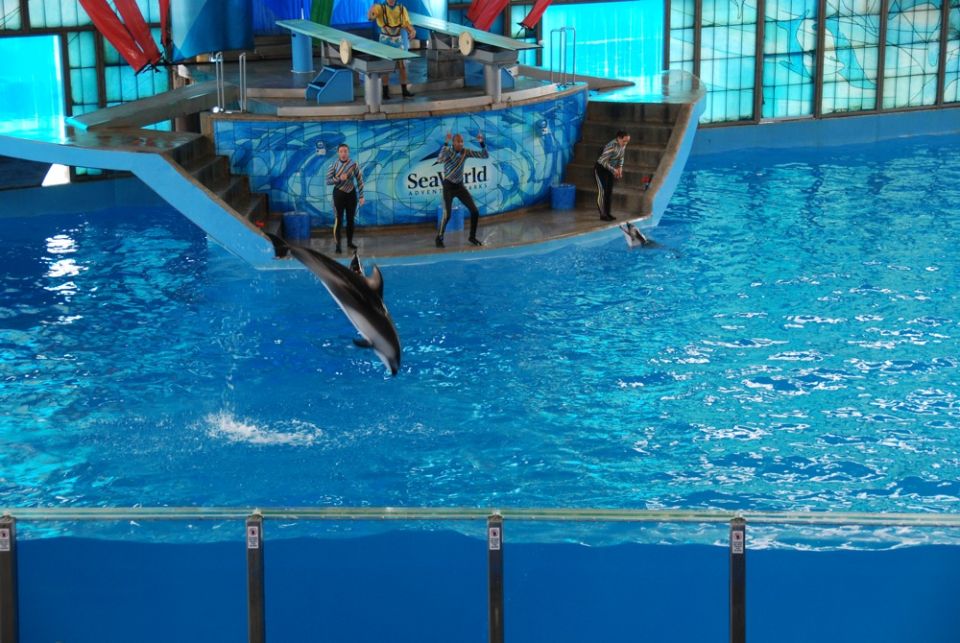 Dolphin jumping from blue water during a show at SeaWorld, with trainers on a platform